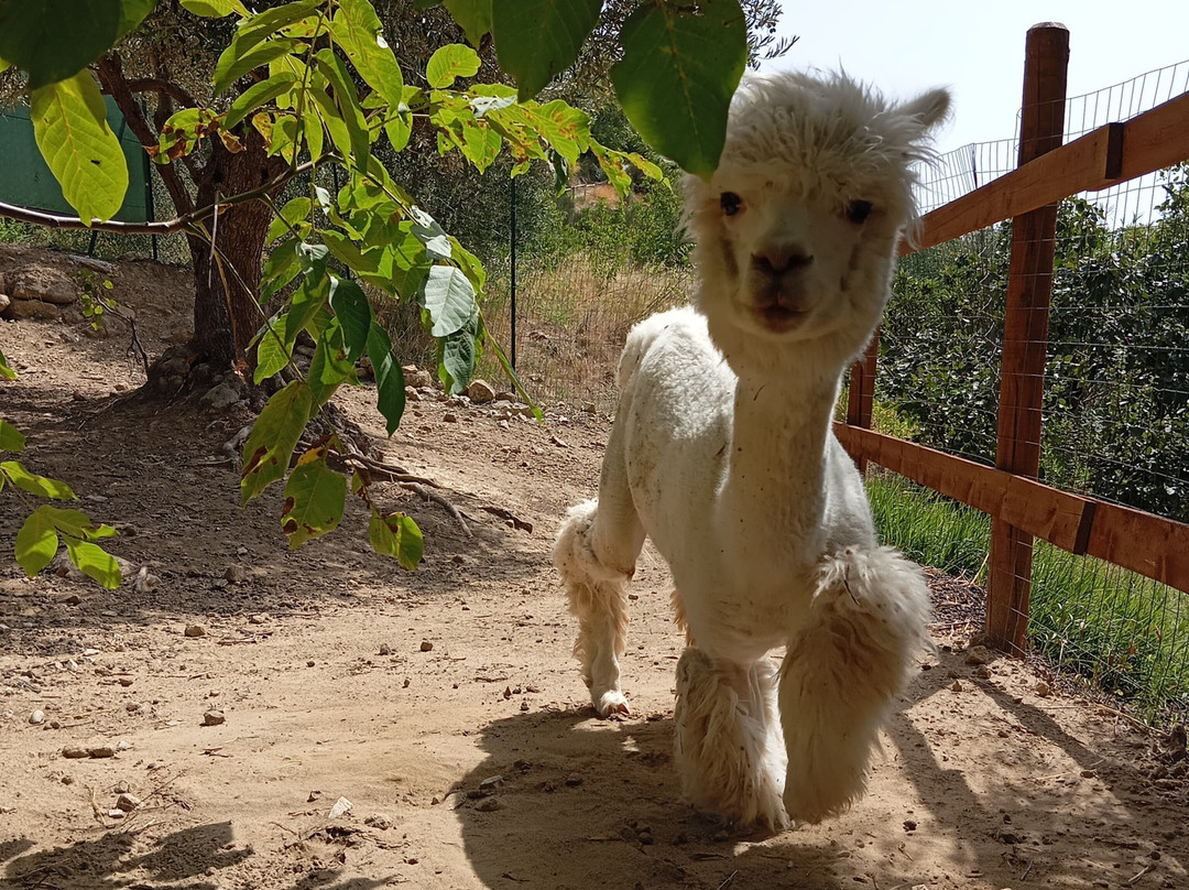Basilicata Alpaca-Acerenza必去景点