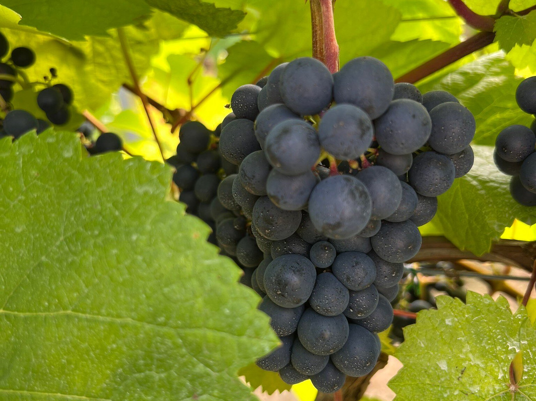 Polgoon Vineyard-彭赞斯必去景点