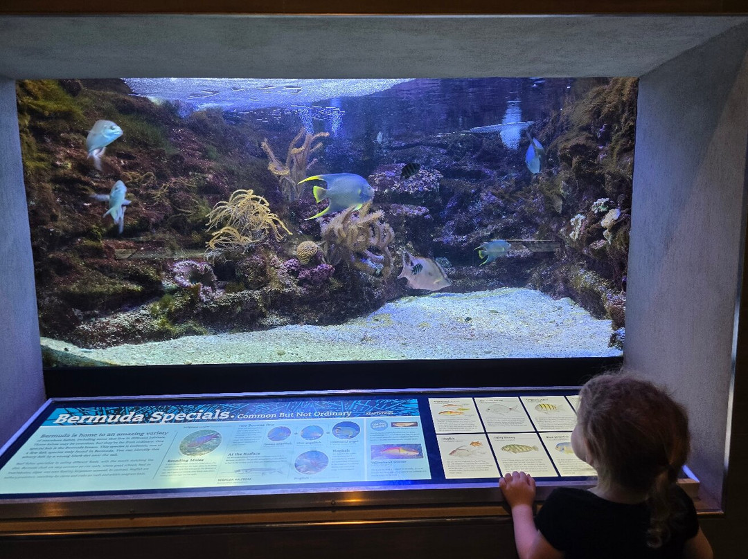 Bermuda Aquarium, Museum & Zoo-Hamilton Parish必去景点