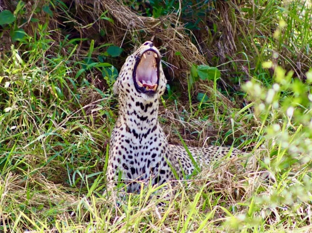 Kenya Safari Con Kassim Luigi-瓦塔木必去景点