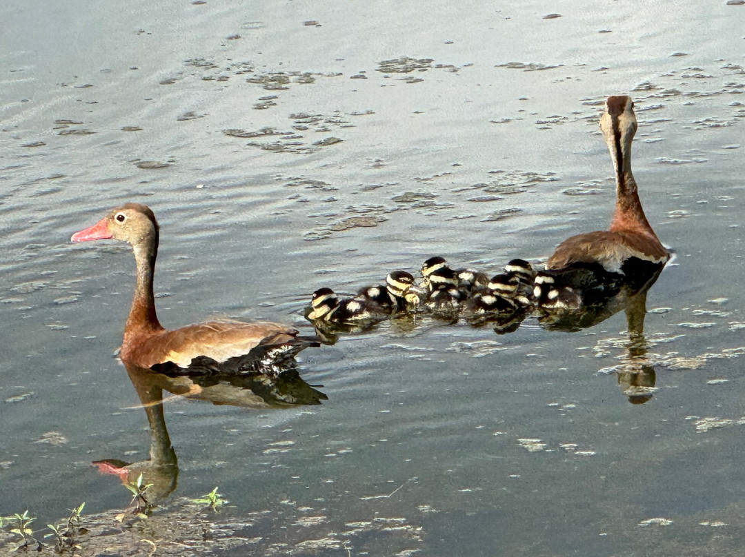 Neighborwoods-Mandeville必去景点