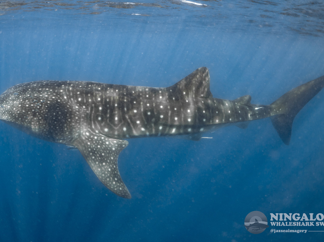 Ningaloo Whaleshark Swim-埃克斯茅斯必去景点