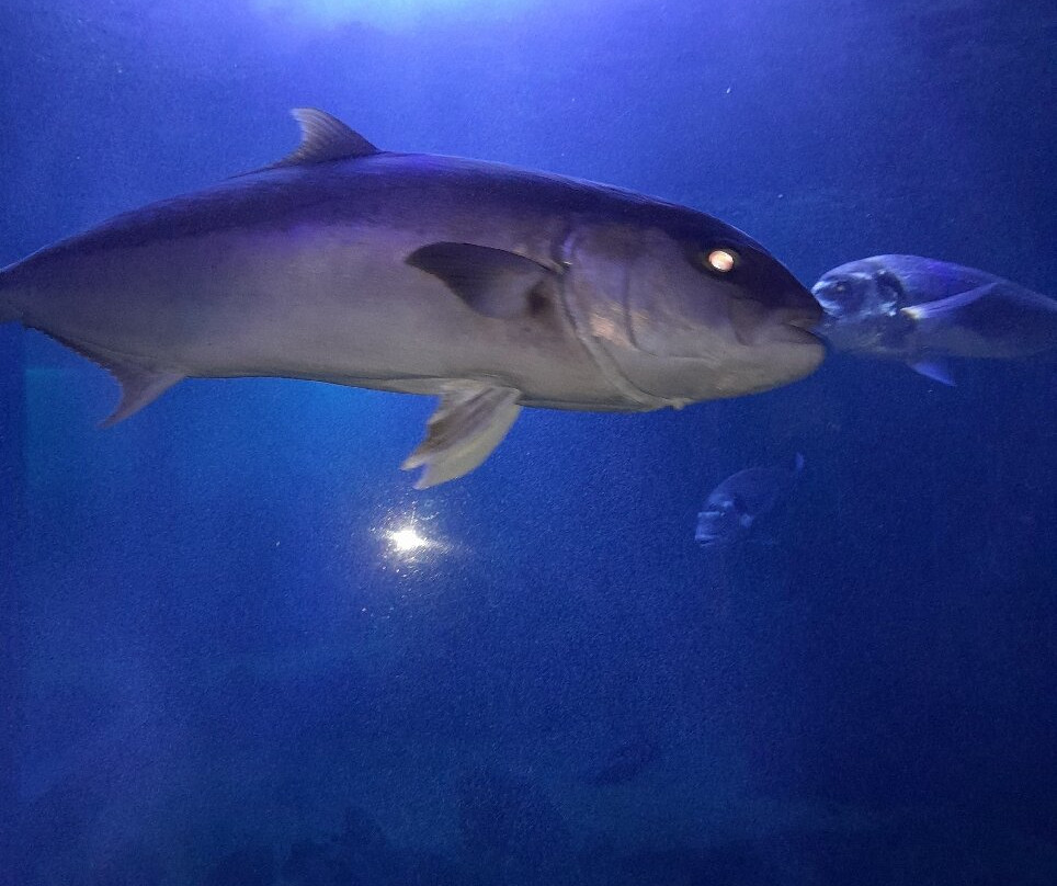 Acquario Cala Gonone-Dorgali必去景点
