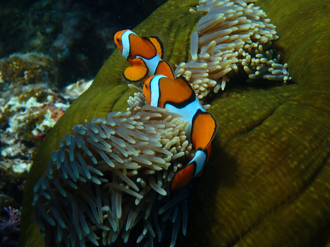 Opal Reef-道格拉斯港必去景点