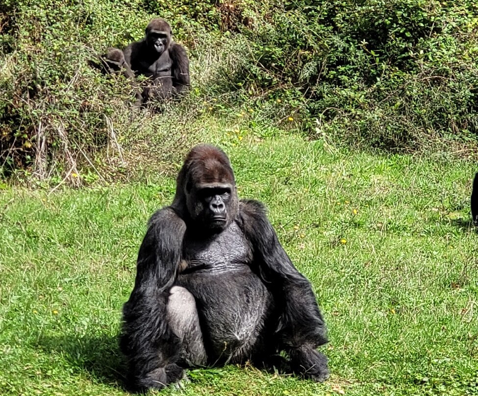 La Vallée des Singes-Romagne必去景点
