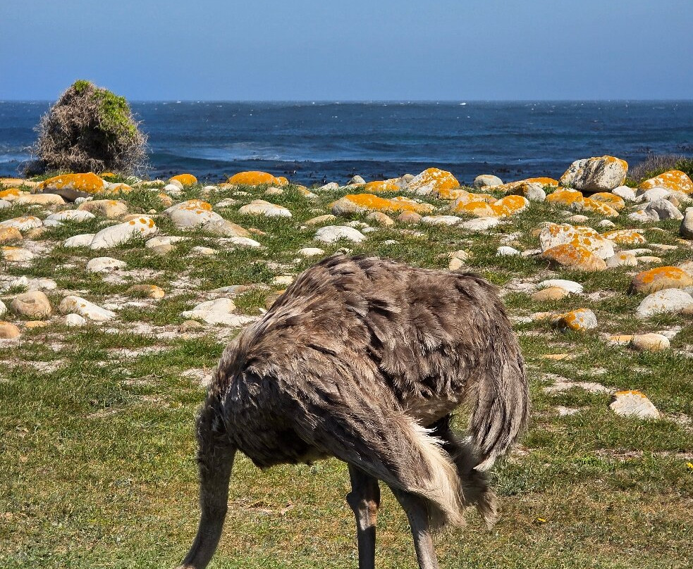 Earthstompers Adventures-开普敦中心区必去景点