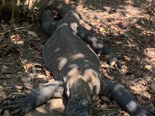 Labuan Bajo-科莫多必去景点