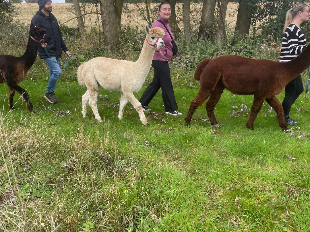 Blackwater Alpacas & Pygmy Goats-布伦特里必去景点