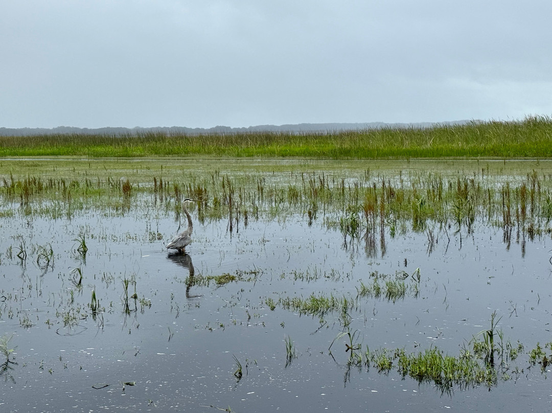Wild Florida Airboats & Gator Park-Kenansville必去景点