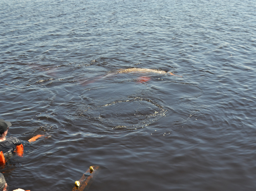 Pink Dolphins Floating Platform-Novo Airao必去景点
