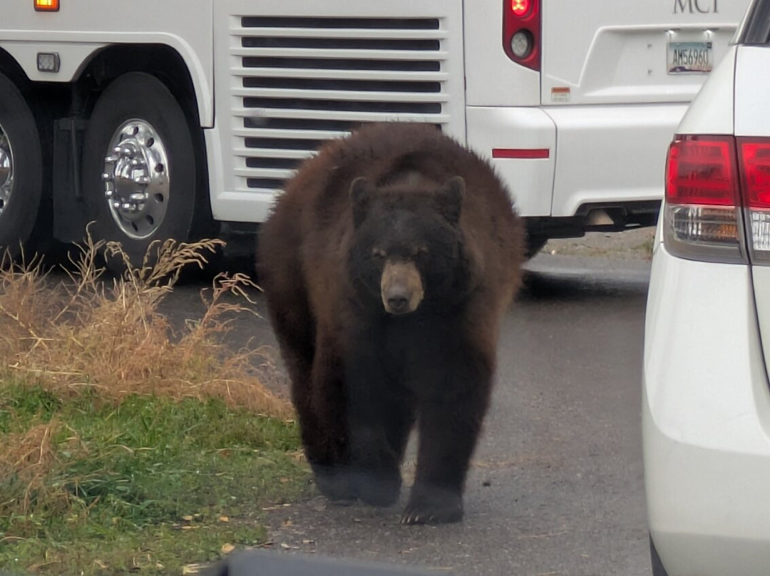 黄石公园熊世界-雷克斯堡必去景点