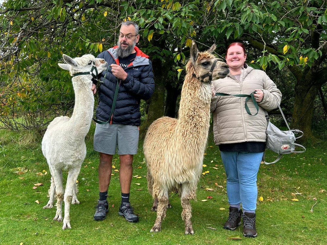Alpacaly Ever After-Portinscale必去景点