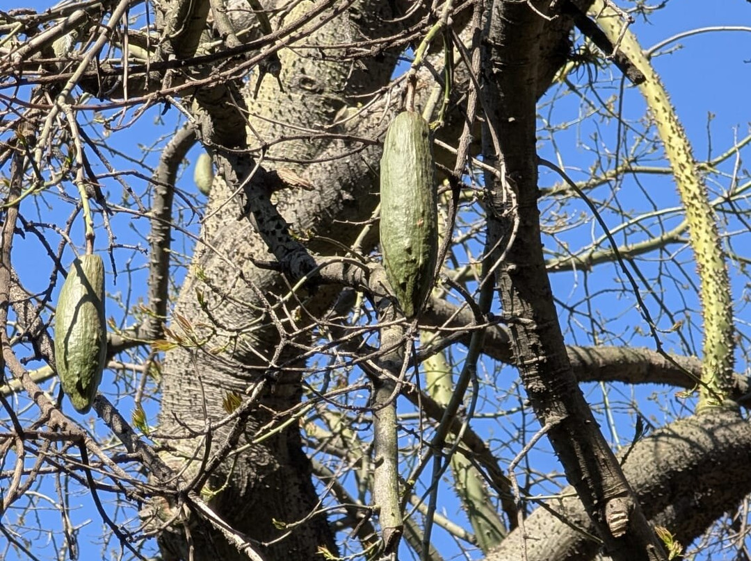 Plaza Francia-布宜诺斯艾利斯必去景点