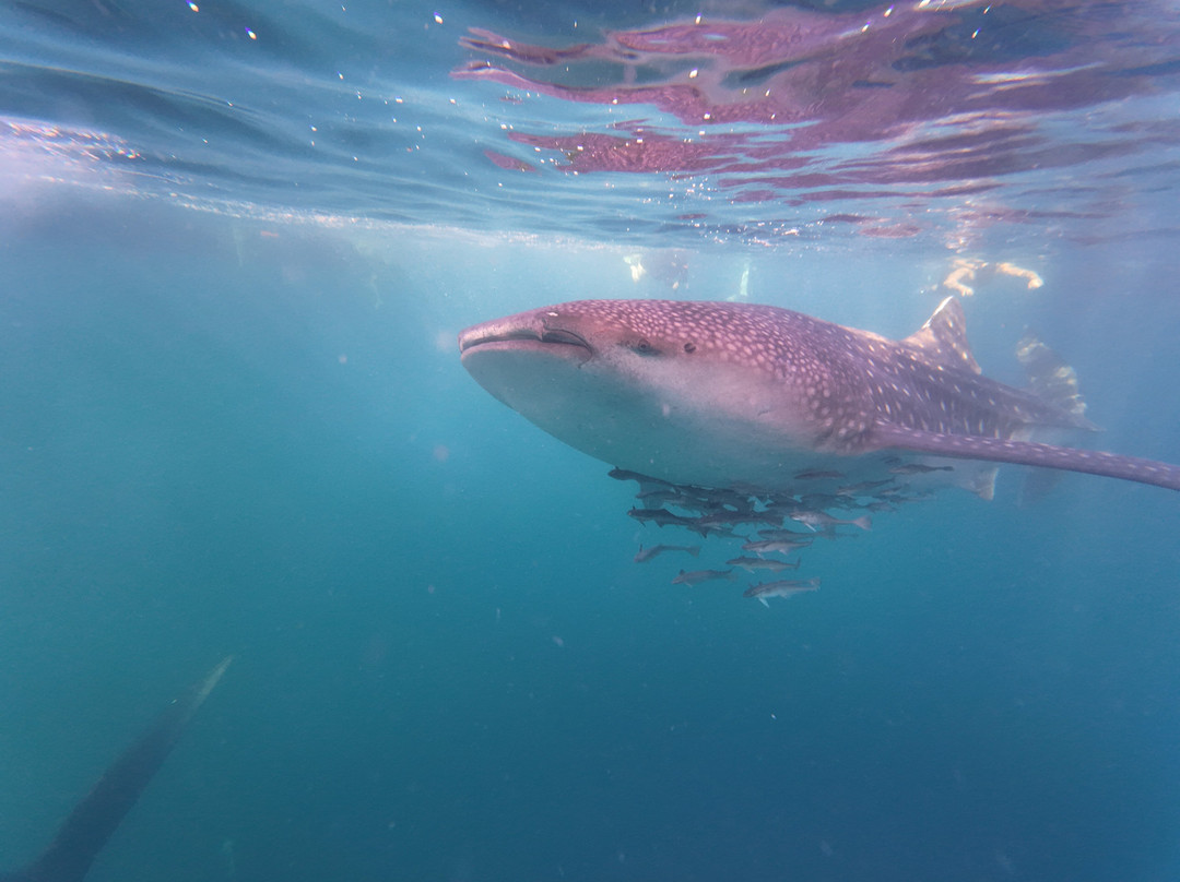 The Langkah Travel-Sumbawa Besar必去景点