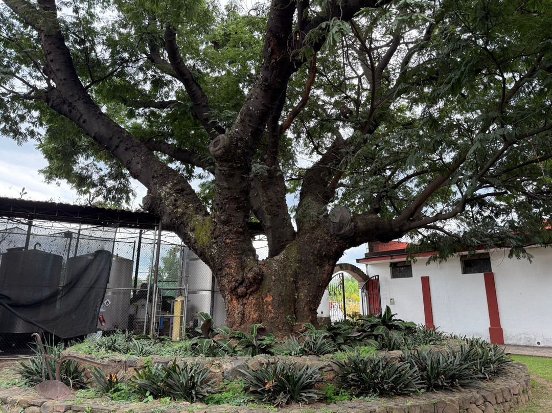 Tequila Fortaleza-特基拉必去景点