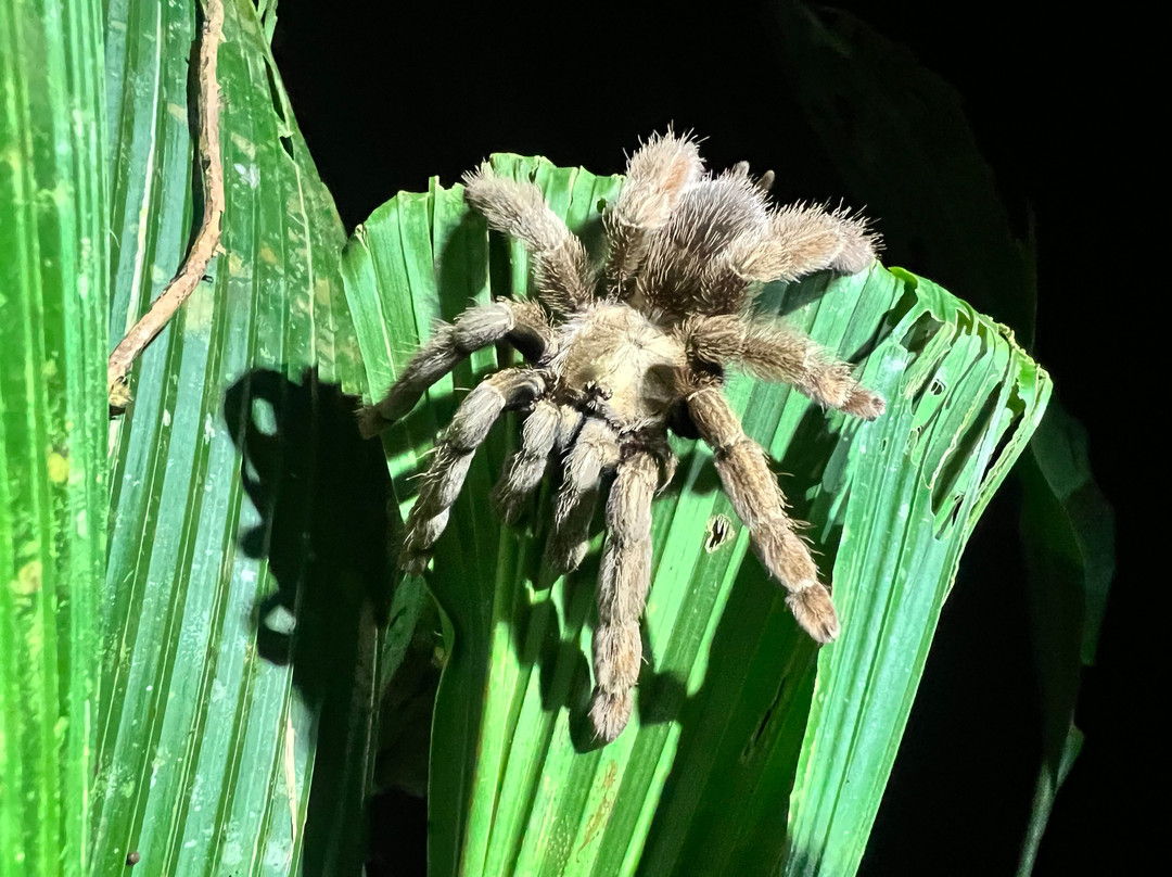 Manzanillo Night Jungle-Manzanillo必去景点