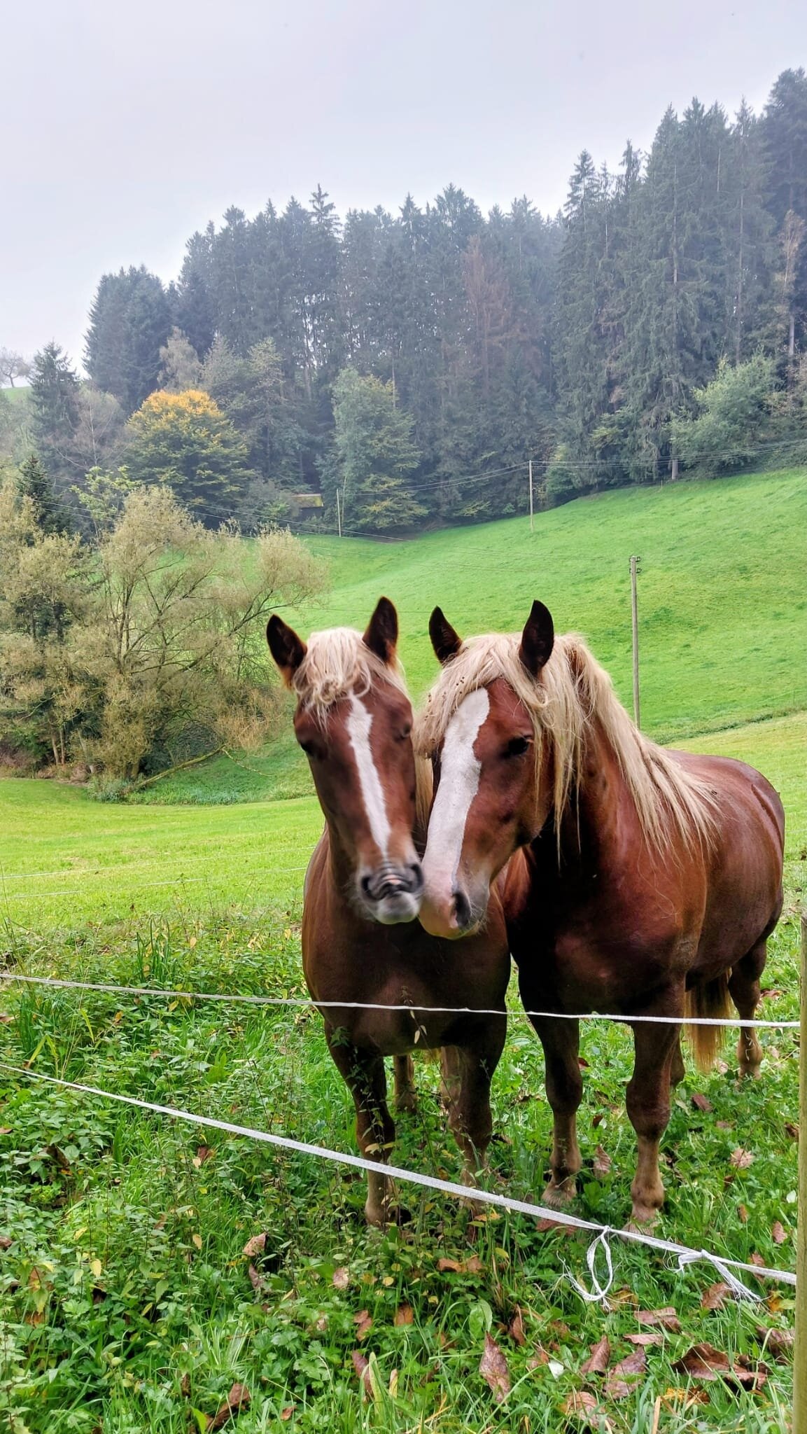 Gasthof Hirschen-Dorfmuehle-官方