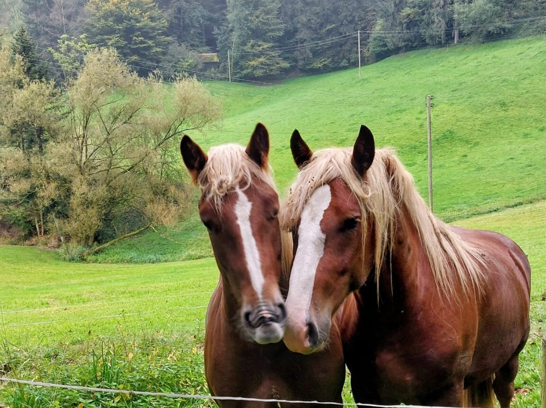 Gasthof Hirschen-Dorfmuehle主图