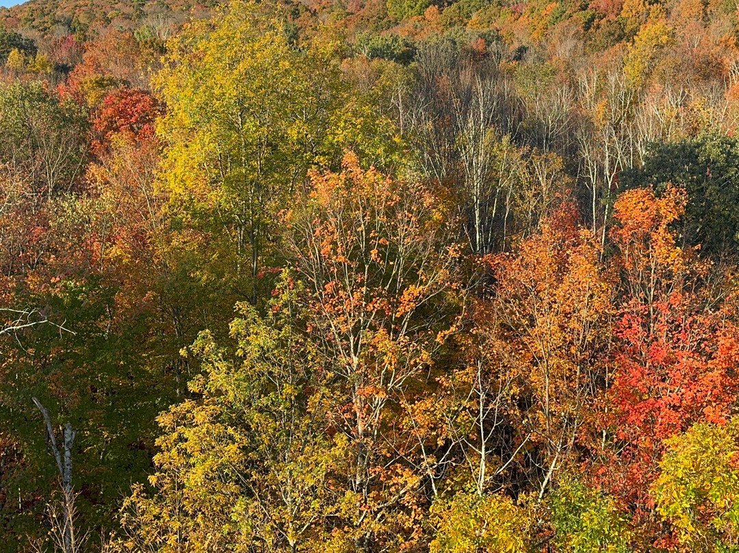 Above Reality Inc. Hot Air Balloon Rides-埃塞克斯必去景点