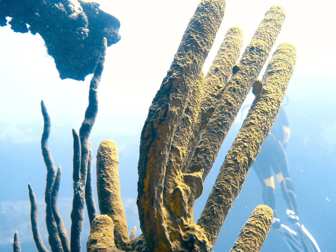 Palm Beach Divers-Noord必去景点