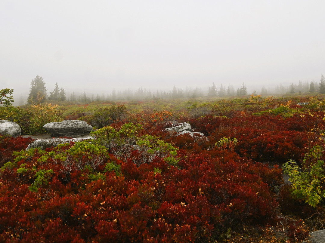 Bear Rocks Preserve-戴维斯必去景点