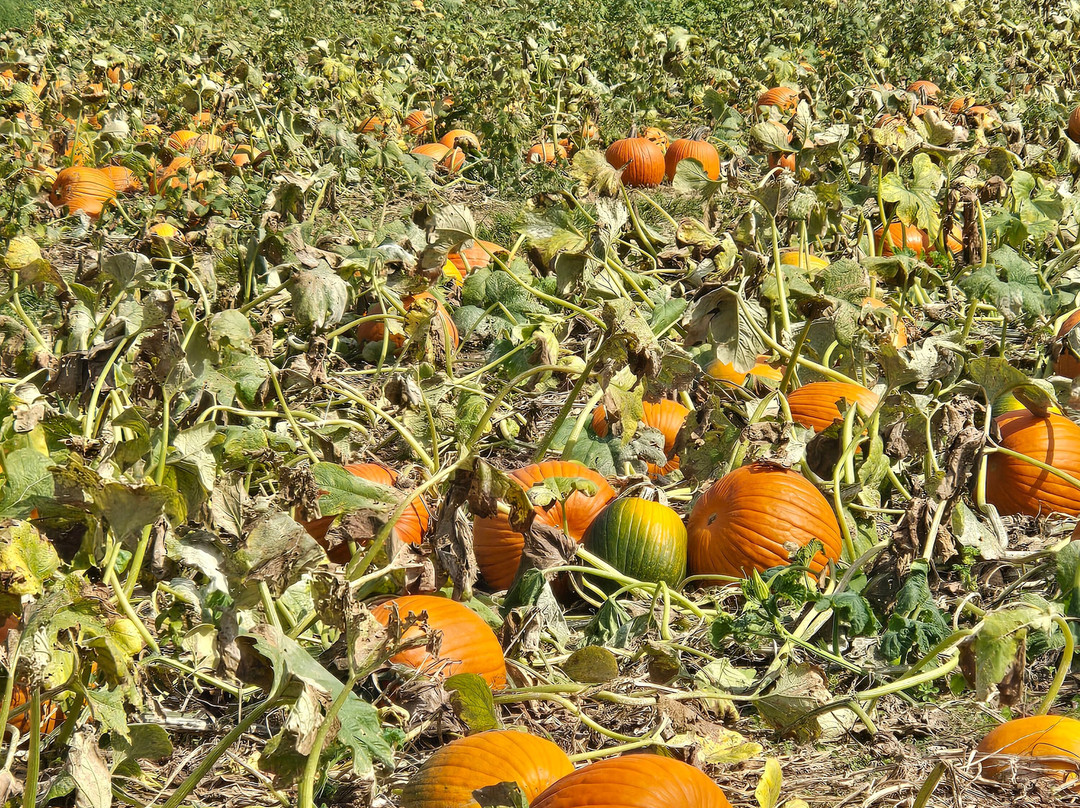 Lyon Family Farms-Taft必去景点