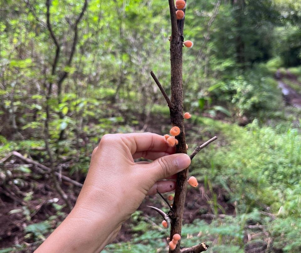 Oropopo Experience-Playa Avellanas必去景点