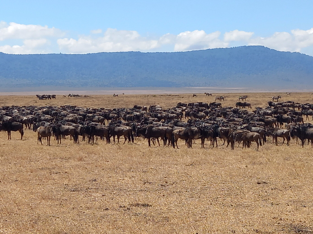 Rhino Africa Safaris-开普敦中心区必去景点