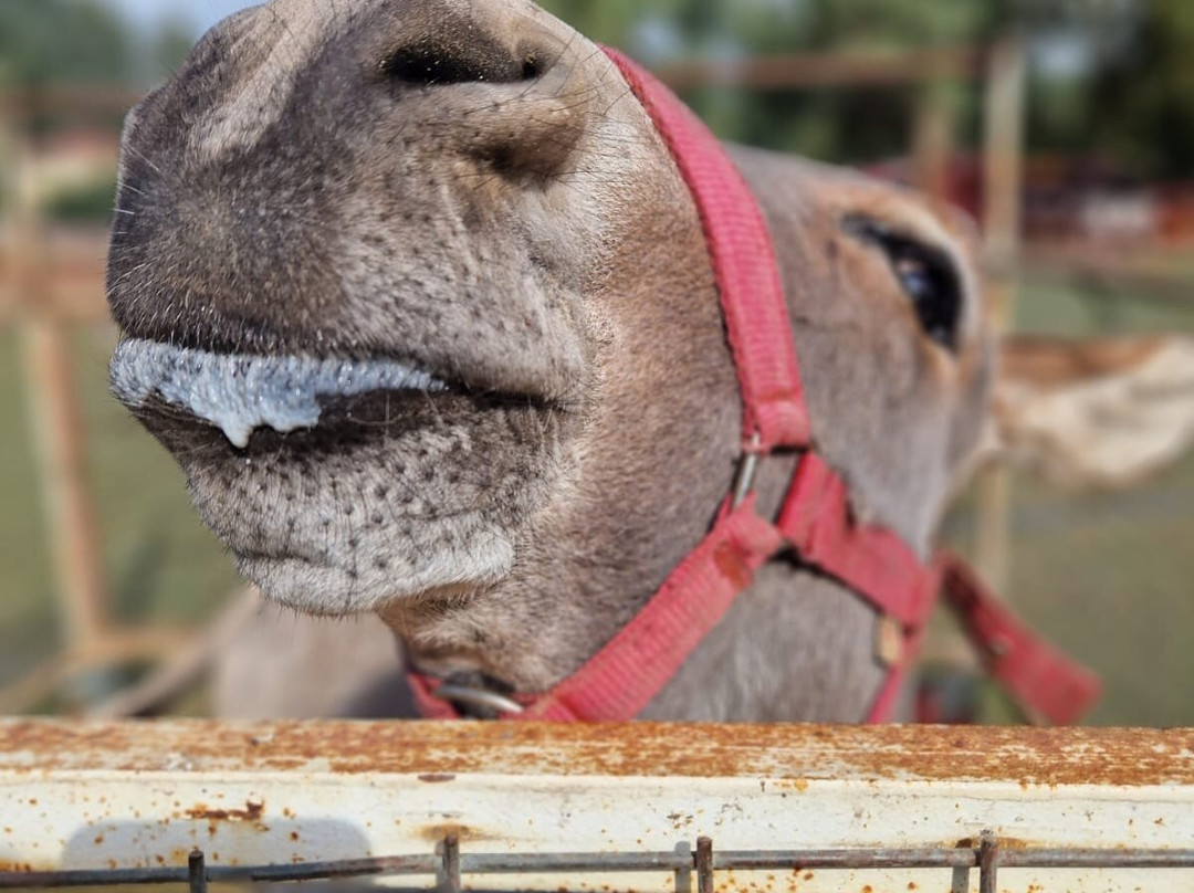 Pinar Horse Safari-马尔马里斯必去景点