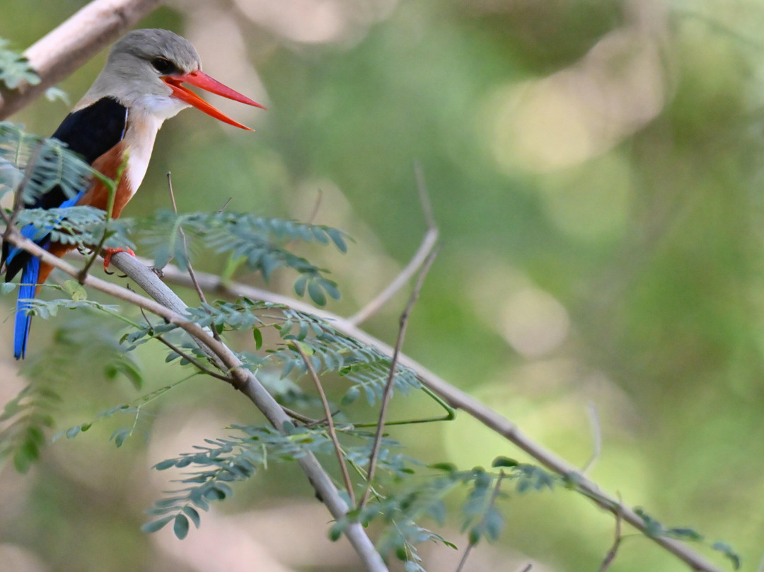 Tanzania Specialist-阿鲁沙必去景点