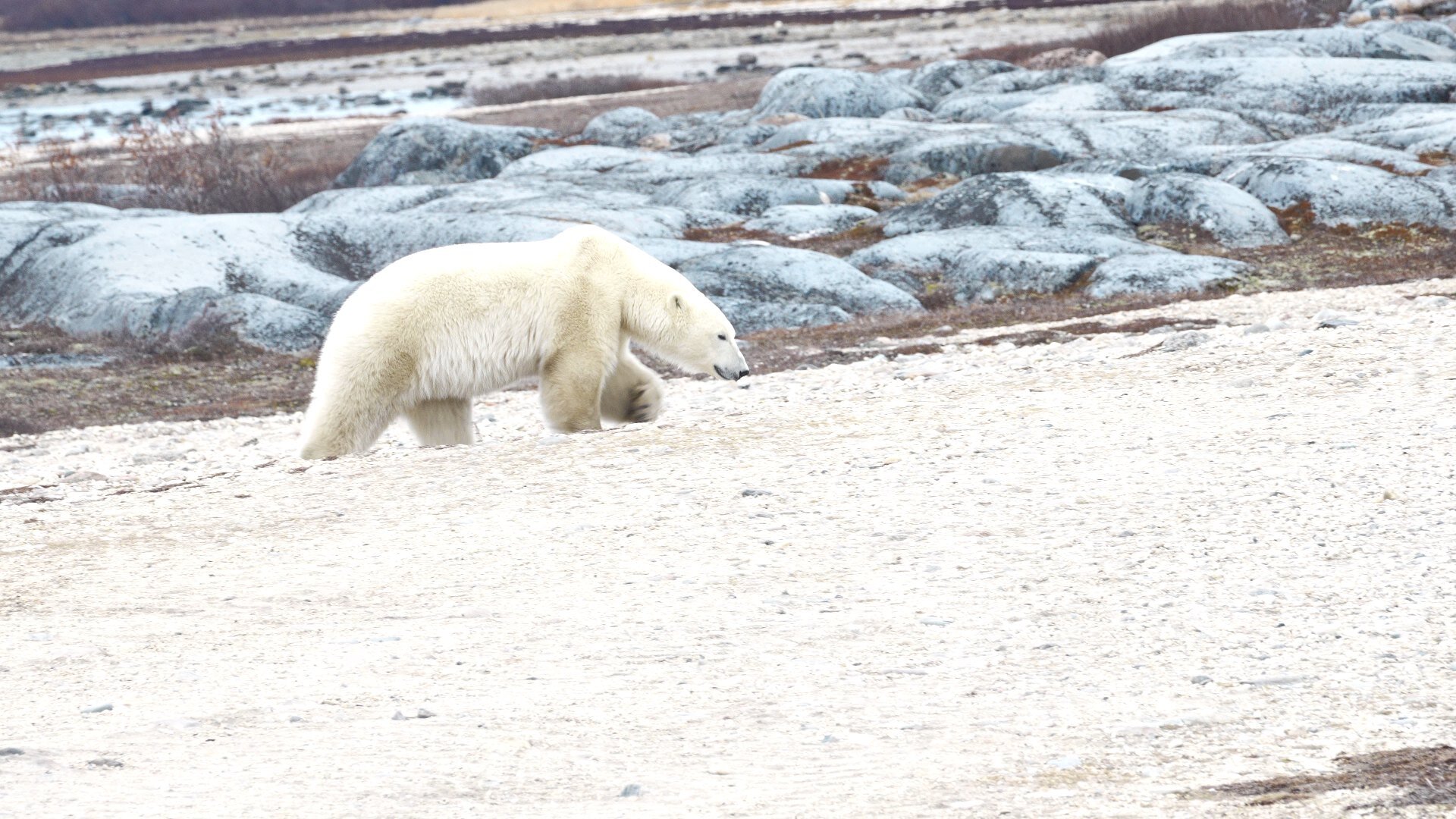 Lazy Bear Lodge-官方