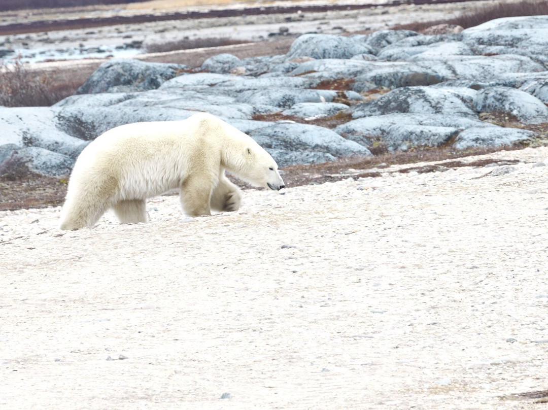 Lazy Bear Lodge主图