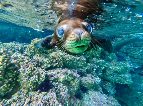 Divewithus.bcs-拉巴斯必去景点