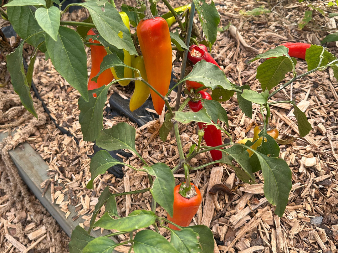 South Devon Chilli Farm-Loddiswell必去景点