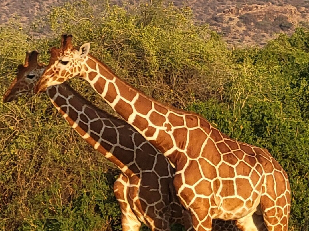 The Olmalaika Trust-Sekenani必去景点