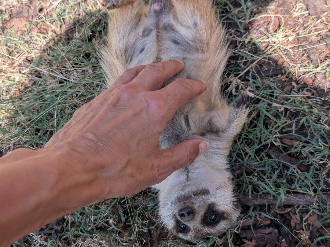 Lion and Cheetah Sanctuary-柯立南必去景点