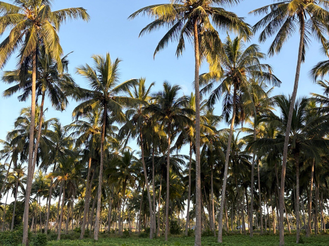 Pemba Island-奔巴岛必去景点