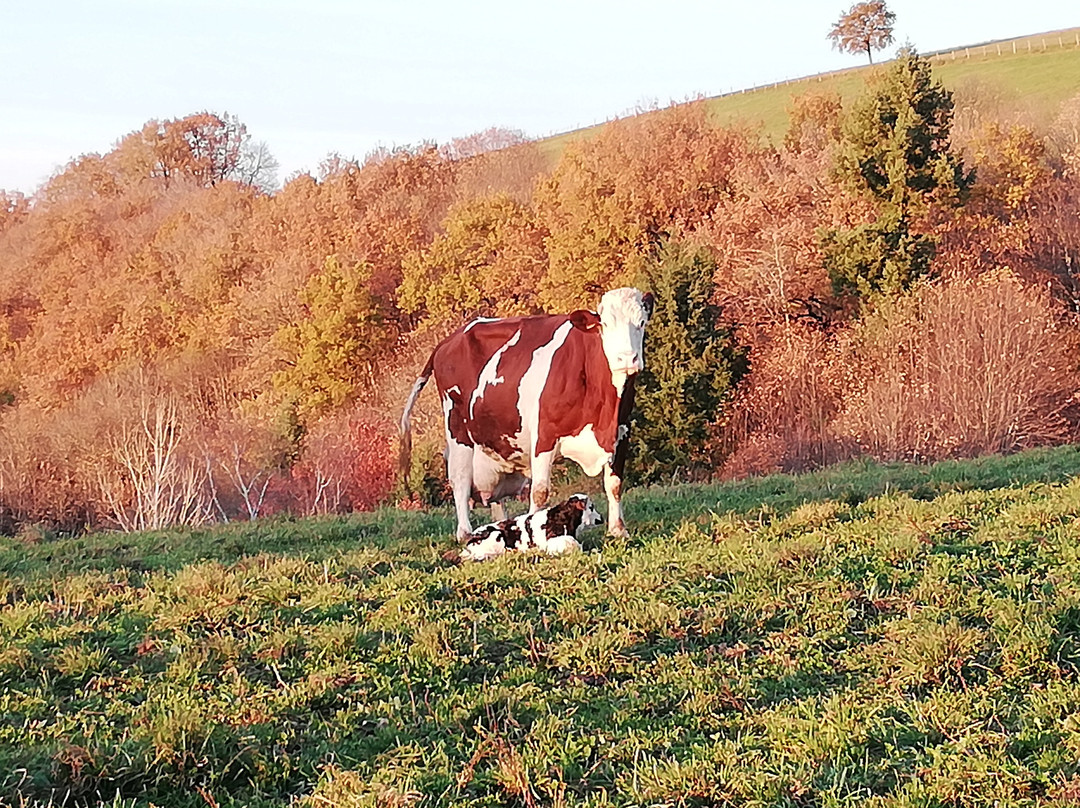 Grand-Vabre酒店住宿-Le Manoir des Pelies