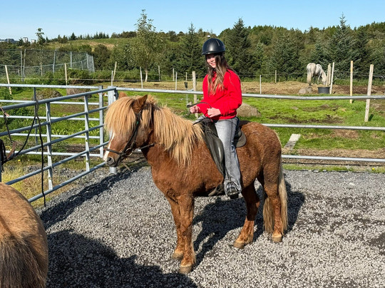 Viking Horses-雷克雅未克必去景点