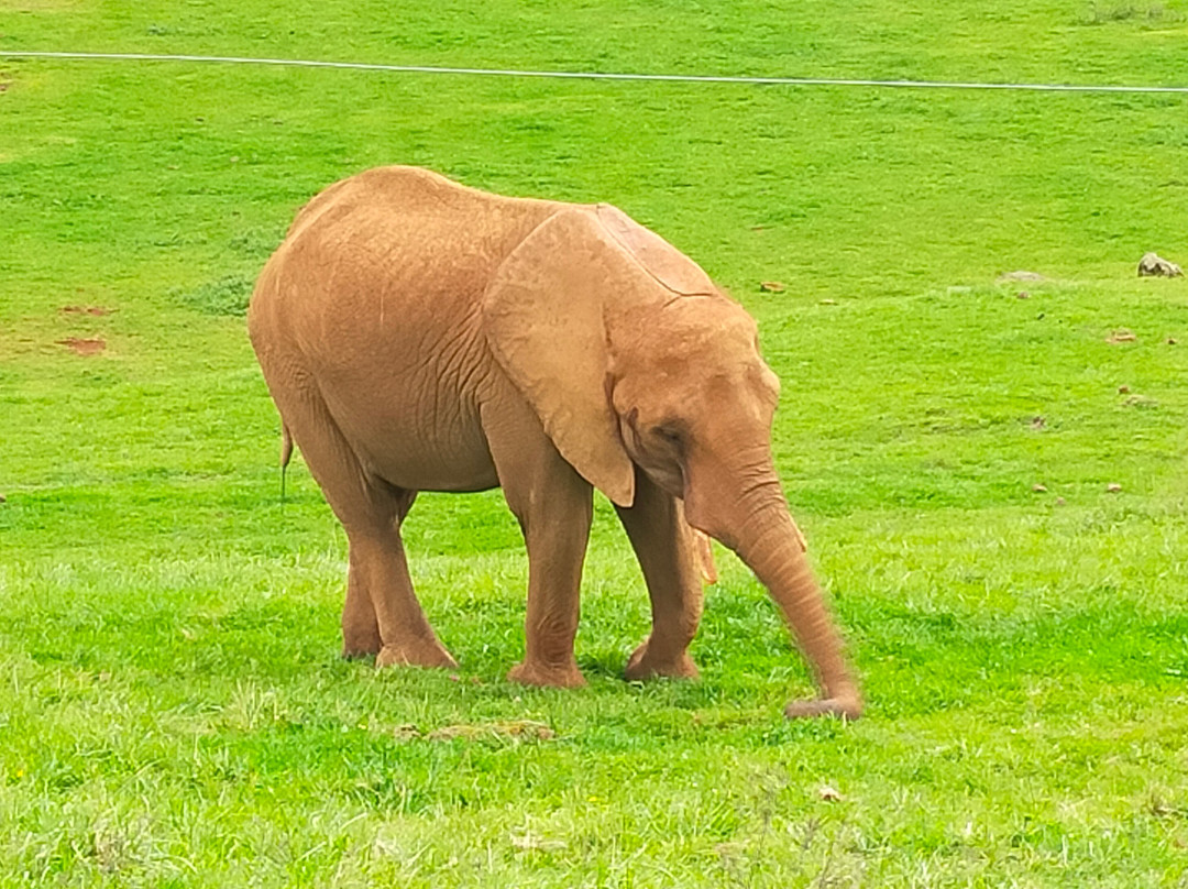 Parque de la Naturaleza de Cabarceno-Obregon必去景点