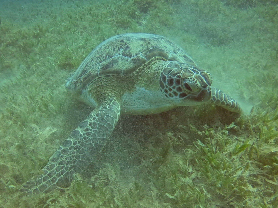 iDive Diving Centre-马卡迪湾必去景点