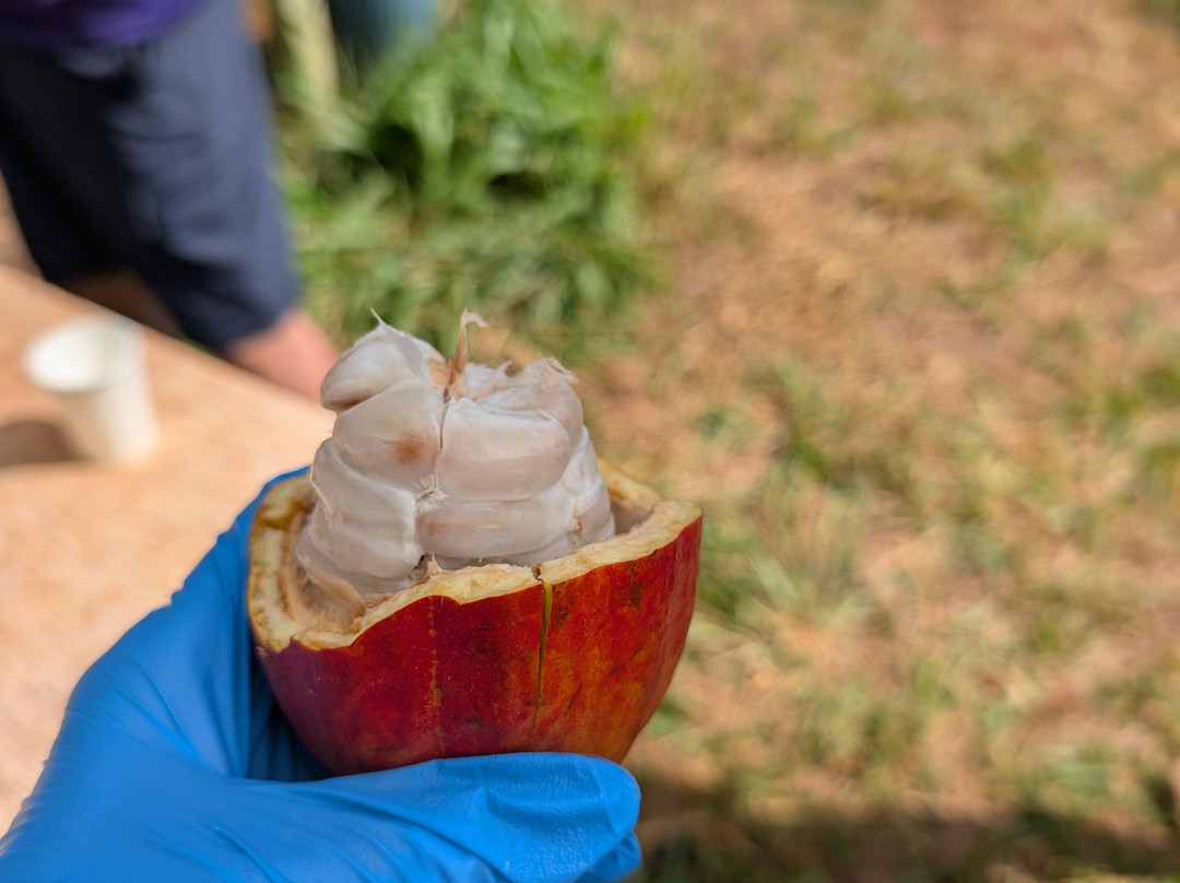 Garden Island Chocolate-基拉韦厄必去景点
