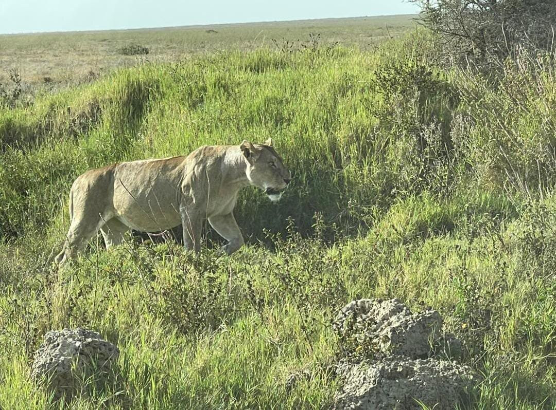 Seven Wonders Safaris-Usa River必去景点