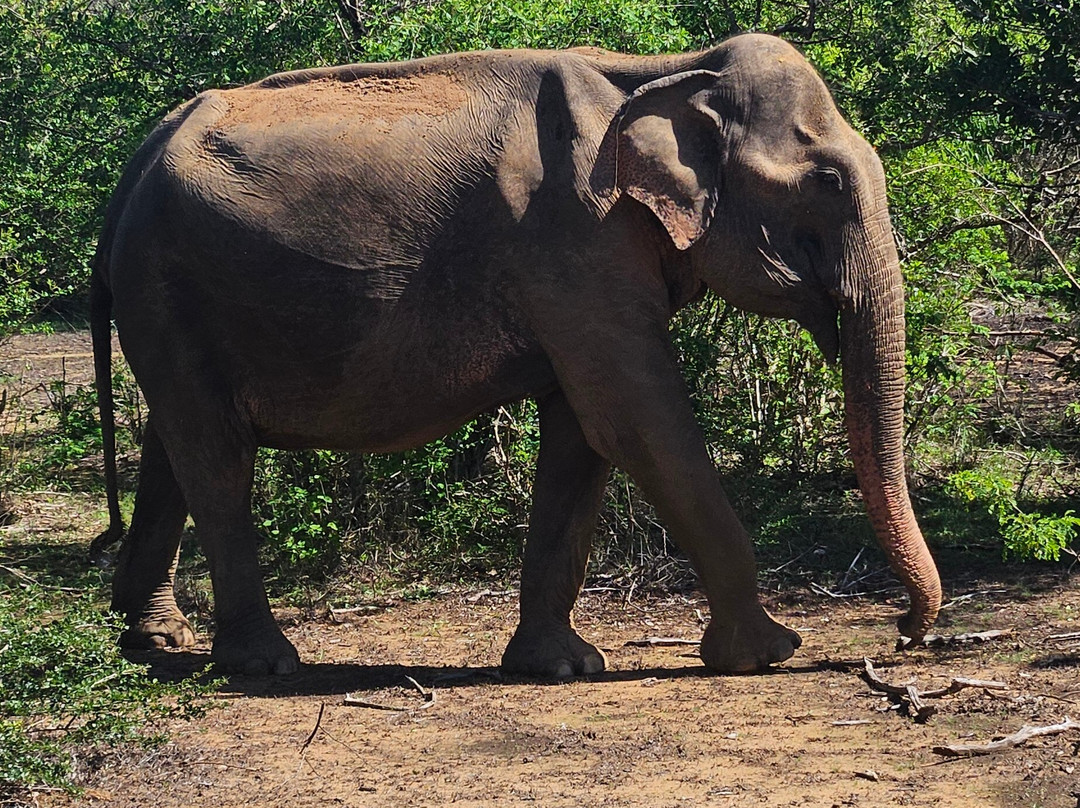 Freedom Safari Udawalawa-乌达瓦拉瓦必去景点