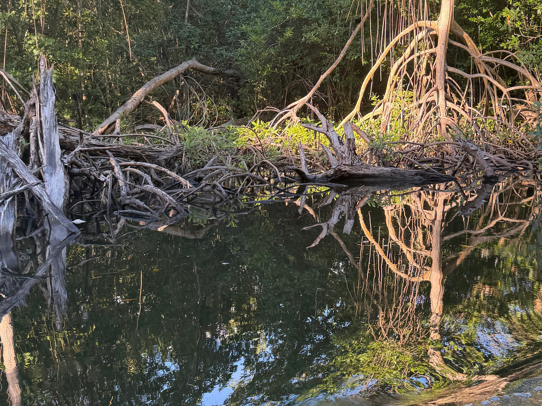 Caroni Swamp-St. Ann's必去景点