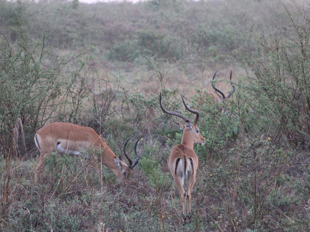 Adept Kenya Safaris-内罗毕必去景点