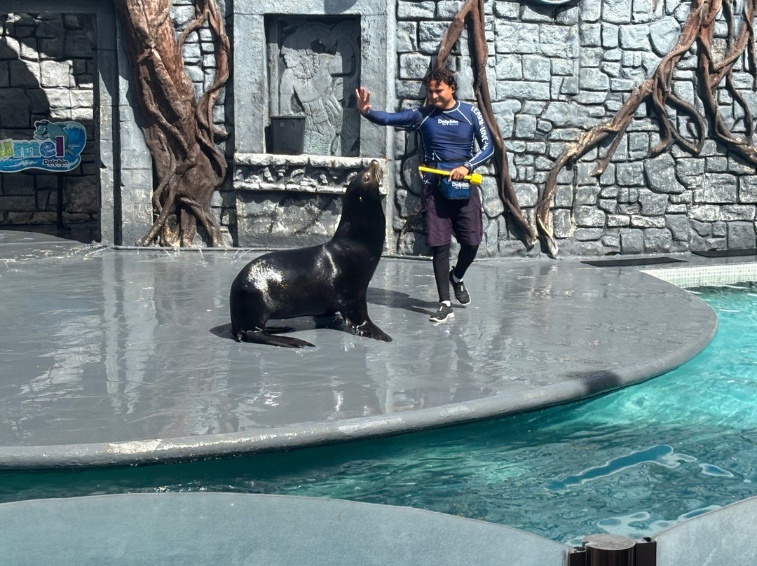 Dolphin Discovery Cozumel-考祖梅必去景点