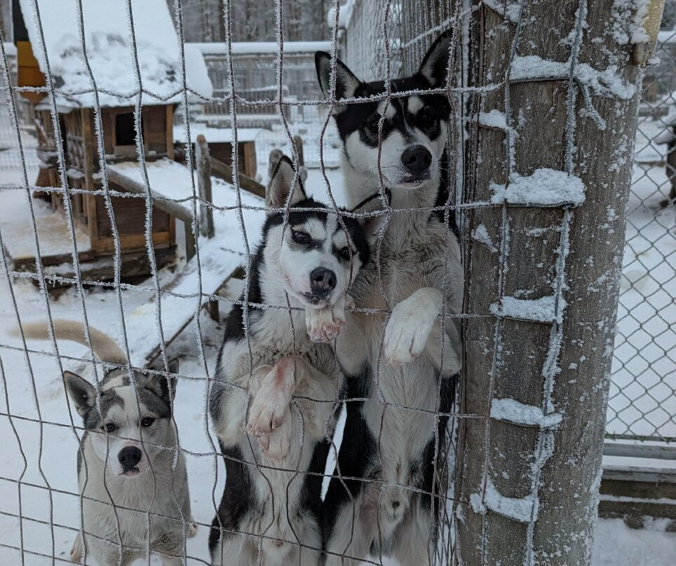 Arctic Borealis Huskies-Ranua必去景点