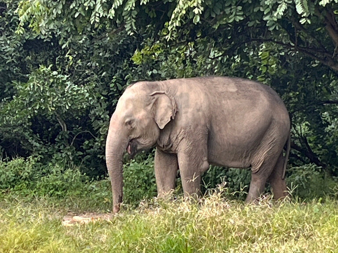 Wildlife Friends Foundation Thailand-他央必去景点