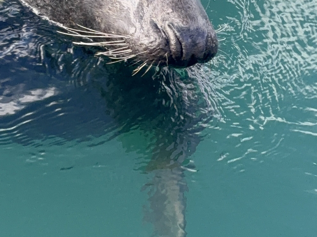 Shetland Seabird Tours - The Noss Boat-Lerwick必去景点